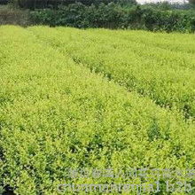 扶芳藤金葉女貞價格 扶芳藤金葉女貞批發 扶芳藤金葉女貞廠家 