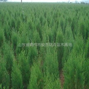 保定榆樹苗木基地、保定榆樹苗木批發(fā)、榆樹苗木價(jià)格-常青苗木--產(chǎn)品大全--E路網(wǎng)