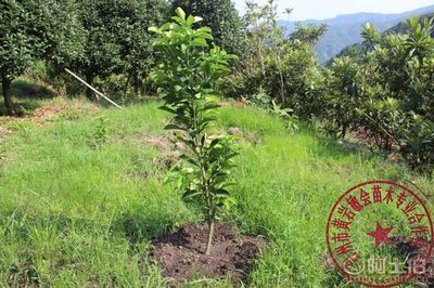 【2年嫁接玉環(huán)文旦柚子樹苗廠家直銷專業(yè)培育保質(zhì)量敏會(huì)苗木】臺(tái)州市黃巖敏會(huì)苗木專業(yè)合作社 - 產(chǎn)品庫(kù)