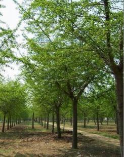 供應(yīng)銀杏樹,山東銀杏樹,海峰銀杏苗木基地_紡織、皮革_世界工廠網(wǎng)中國(guó)產(chǎn)品信息庫(kù)