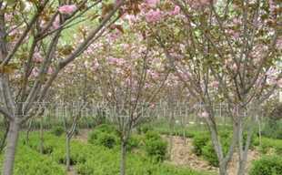 供應(yīng)櫻花、喬木灌木、紫薇、廣玉蘭 沭陽苗木_農(nóng)副產(chǎn)品_世界工廠網(wǎng)中國(guó)產(chǎn)品信息庫(kù)