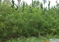 河北泊頭大量供各種棗樹. 13513036619[供應(yīng)]_綠化苗木_世界工廠網(wǎng)中國(guó)產(chǎn)品信息庫(kù)