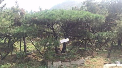 山東徐曉華 苗木未來的發(fā)展還是需要夯實(shí)的產(chǎn)品質(zhì)量基礎(chǔ)