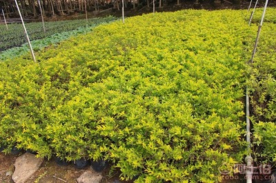 【黃金葉種植基地、基地直銷、質優價廉】綠化苗木,價格,廠家,供應商,花木,龍海市東泗興輝園藝場 - 產品庫