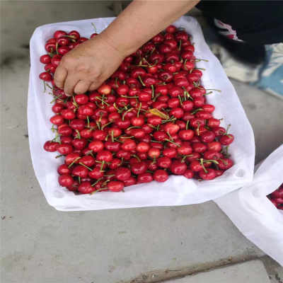 新疆烏魯木齊市 新聞 購買櫻桃苗 大棚如何種植魯玉櫻桃苗