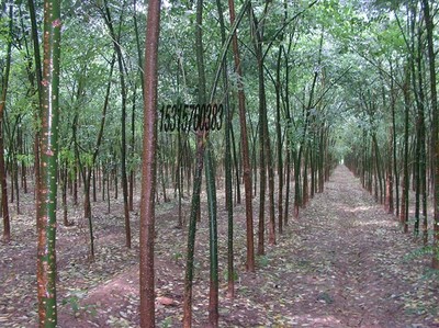 耐寒苗木、北欒、垂柳、旱柳、國槐圖片