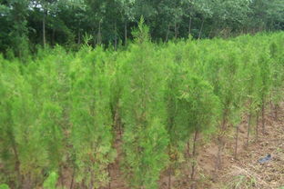 供應側(cè)柏,河南側(cè)柏,河南鄢陵側(cè)柏,河南鄢陵側(cè)柏價格