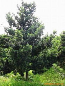 湖南苗木花木批發廠家價格 湖南苗木花木生產廠家