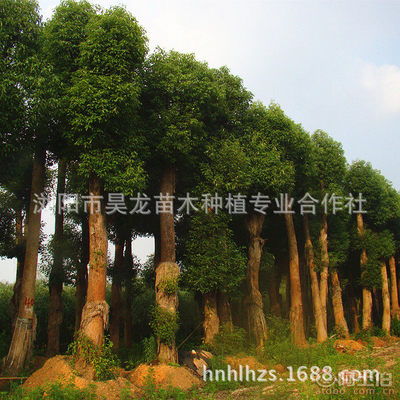 【湖南廠家供應香樟苗木常綠性香樟樹苗木量大從優(yōu)】瀏陽市昊龍苗木種植專業(yè)合作社 - 產(chǎn)品庫