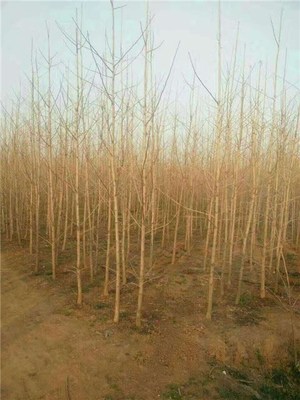 15公分銀杏苗木產品圖片|圖片大全|圖片庫