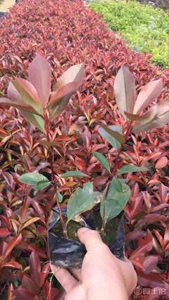 【紅葉石楠袋苗優(yōu)質(zhì)批發(fā)、量大優(yōu)惠】綠化苗木,價(jià)格,廠家,供應(yīng)商,花木,龍海市東泗興輝園藝場 - 產(chǎn)品庫