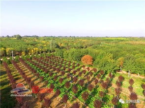 一場全國盛會(huì)相約定州