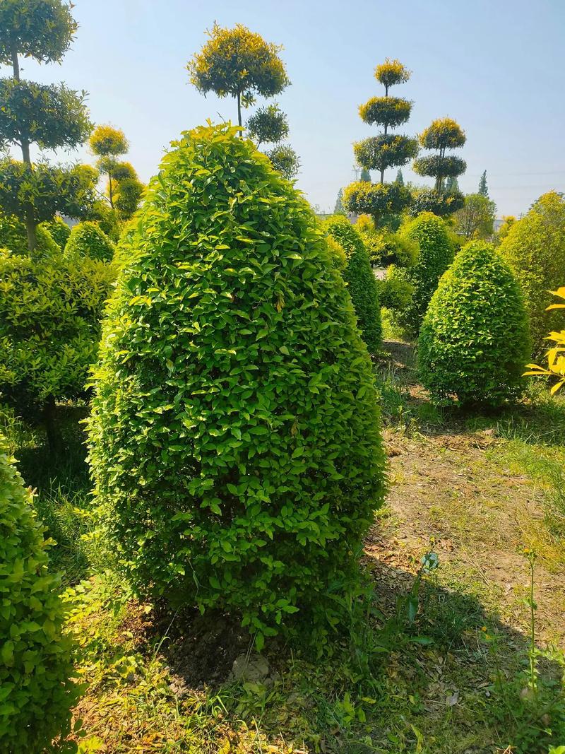 金冠女貞球,塔,柱型低價(jià)出售#現(xiàn)場實(shí)拍 #苗木種植基地 #歡