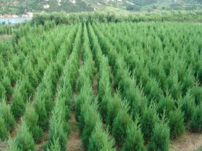 售小葉黃楊球價(jià)格.江蘇小葉黃楊球苗木批售信息.黃楊銷價(jià)格及規(guī)格型號(hào)