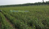 供應(yīng)小草優(yōu)質(zhì)蘋果苗,無病蘋果苗管理,短枝富士蘋果,蘋果苗木,嘎啦蘋果苗,優(yōu)質(zhì)蘋果苗木,首富一號(hào)蘋果苗,萊州小草溝園藝場供30多種優(yōu)質(zhì)蘋果苗_紡織、皮革_世界工廠網(wǎng)中國產(chǎn)品信息庫