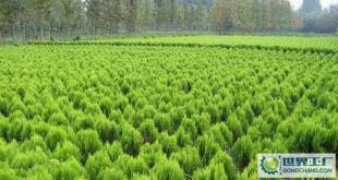 苗木-花木、柏球、花柏球、蜀檜球、大葉黃楊_農(nóng)副產(chǎn)品_世界工廠網(wǎng)中國產(chǎn)品信息庫