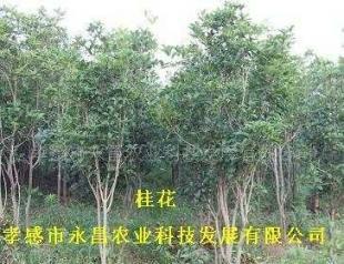 供應(yīng)孝感市永昌農(nóng)業(yè)科技發(fā)展批發(fā)綠化苗木桂花_農(nóng)副產(chǎn)品_世界工廠網(wǎng)中國產(chǎn)品信息庫