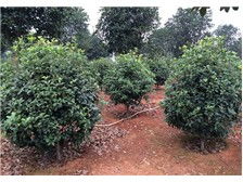 瀏陽(yáng)柏湖苗木專(zhuān)業(yè)合作社產(chǎn)品展示