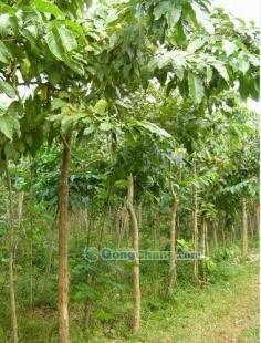 供應(yīng)大葉紫薇-直銷(xiāo)大葉紫薇-低價(jià)大葉紫薇-苗木批發(fā)大葉紫薇_農(nóng)副產(chǎn)品_世界工廠網(wǎng)中國(guó)產(chǎn)品信息庫(kù)