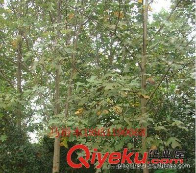 廠家專(zhuān)業(yè)供應(yīng)馬褂木等綠化苗木(圖)-沭陽(yáng)縣威宇花木銷(xiāo)售中心提供廠家專(zhuān)業(yè)供應(yīng)馬褂木等綠化苗木(圖)的相關(guān)介紹、產(chǎn)品、服務(wù)、圖片、價(jià)格沭陽(yáng)縣威宇花木銷(xiāo)售中心、金葉女貞;紅葉小檗;小龍柏;地柏;灑金柏;南天竹;迎春;連翹;月季花;紅王子錦帶;水臘;劍麻;金娃娃萱草;玉簪;鳶尾;棣棠;繡線菊;紅瑞木;紫荊;紫薇等綠化苗木