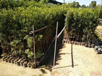 【羅漢松培養(yǎng)基地、羅漢松小苗直銷(xiāo)、質(zhì)優(yōu)價(jià)廉】綠化苗木,價(jià)格,廠家,供應(yīng)商,花木,龍海市東泗興輝園藝場(chǎng) - 產(chǎn)品庫(kù)