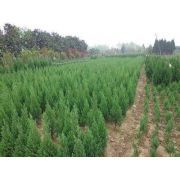 主營:樟子松、垂柳、國槐、金葉榆、新疆楊、白榆、檜柏