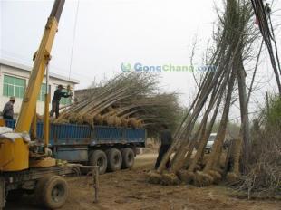 供應山東25公分優(yōu)質(zhì)銀杏苗木,承包小區(qū)綠化工程,各種綠化苗木,山東夢強銀杏基地_安全防護_世界工廠網(wǎng)中國產(chǎn)品信息庫