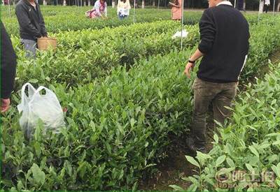 【廣元茶葉苗批量出售#茶葉苗批發(fā)基地】茶樹(shù)苗,價(jià)格,廠(chǎng)家,供應(yīng)商,其他農(nóng)業(yè),雅安市名山區(qū)惠農(nóng)苗木種植農(nóng)民專(zhuān)業(yè)合作社 - 產(chǎn)品庫(kù)