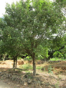 泉州苗木銷(xiāo)售,泉州苗木銷(xiāo)售生產(chǎn)廠(chǎng)家,泉州苗木銷(xiāo)售價(jià)格