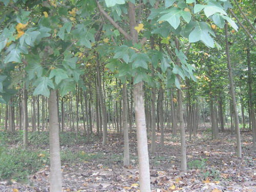 馬褂木 江西馬褂木 馬褂木特價(jià)苗 九江朋輝良種苗木專(zhuān)業(yè)合作社 13807920066