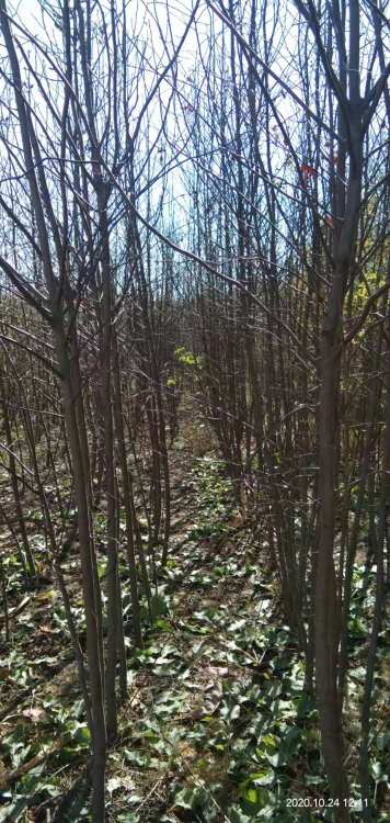 莊河哪里賣(mài)綠化苗木