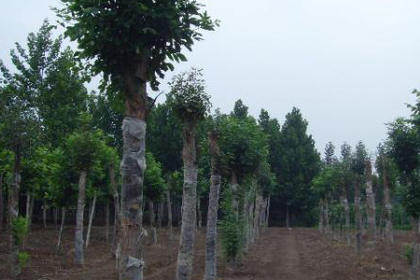 32 苗木咨詢(xún)熱線(xiàn),服務(wù)態(tài)度好,專(zhuān)業(yè)水平高 