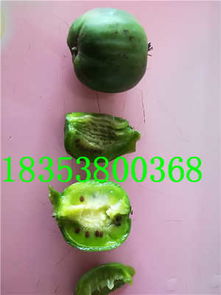 瀘州敘永縣嫁接水蜜桃蘋(píng)果苗 新聞 廠(chǎng)家直銷(xiāo)