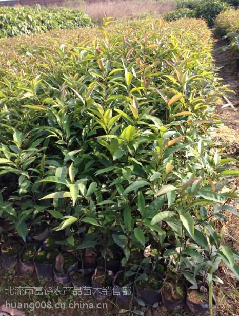 供應粵桂大地速生紅椎苗場 黎木苗 紅椎種苗 楓香苗 紅錐種子 白椎苗圖片大全 北流市富饒農產品苗木銷售部