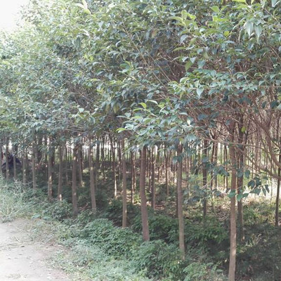 周至啞柏綠化苗木基地