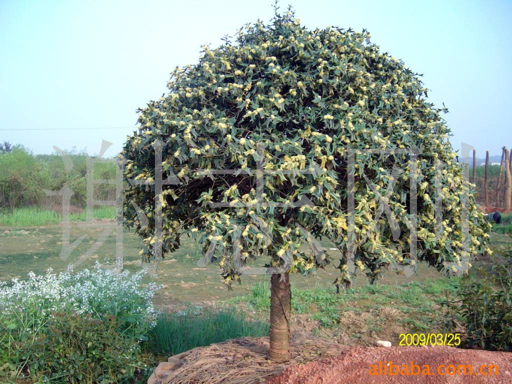 【綠化設(shè)計圖中的喬木與灌木之分】價格、產(chǎn)品供應(yīng),綠化設(shè)計圖中的喬木與灌木之分廠家批發(fā)-1024商務(wù)網(wǎng)