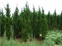 找鄢陵河南檜的苗木價格價格、圖片、詳情,上一比多_一比多產品庫