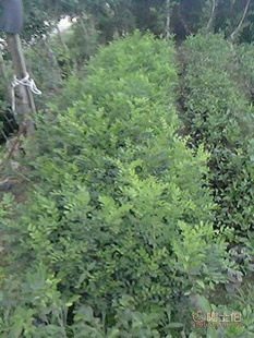 廠家直供七里香苗木盆栽花卉：九里香木香花苗，優質園林綠化工程苗木