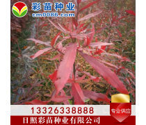 優化苗木產品庫策略，提升園林綠化行業競爭力