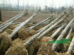 山東青青苗木基地 助力現代林業種植與生態發展