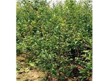 吳中區(qū)東山石井灣苗木場產(chǎn)品展示 花木蔥蘢，匠心培育