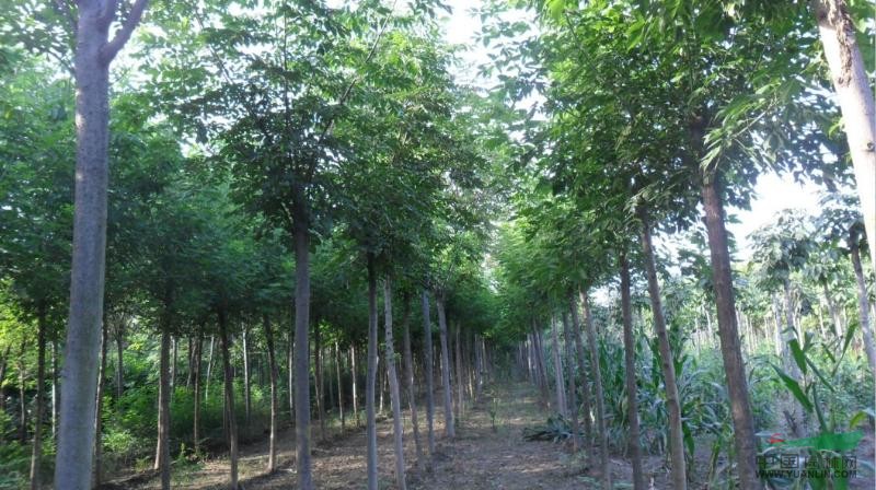 河南黃山欒樹種植基地 專業(yè)批發(fā)與價(jià)格指南