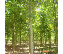 軒都苗木基地直銷優(yōu)質(zhì)馬褂木（鵝掌楸）樹苗，量大優(yōu)惠，綠化優(yōu)選