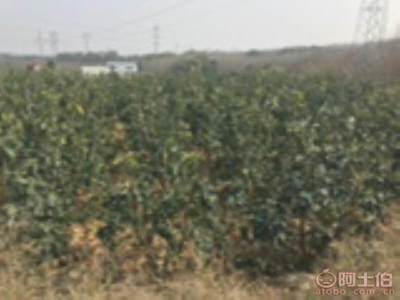 龍海市東泗興輝園藝場 優(yōu)質(zhì)香泡柚子苗木，量大價(jià)優(yōu)，綠化佳選