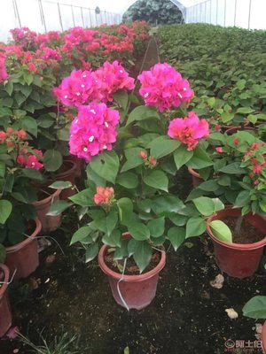 龍海市東泗興輝園藝場 專業(yè)三角梅種植基地，品質(zhì)苗木常年供應(yīng)