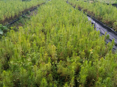 忻城苗木栽培正當(dāng)時(shí)，林業(yè)產(chǎn)業(yè)鋪就脫貧致富路