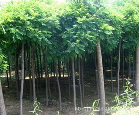 8公分香花槐苗木供應指南 價格行情與優質廠家推薦